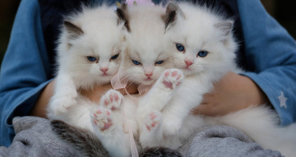 Lancer son élevage de chats : guide, étapes, conseils et erreurs à éviter